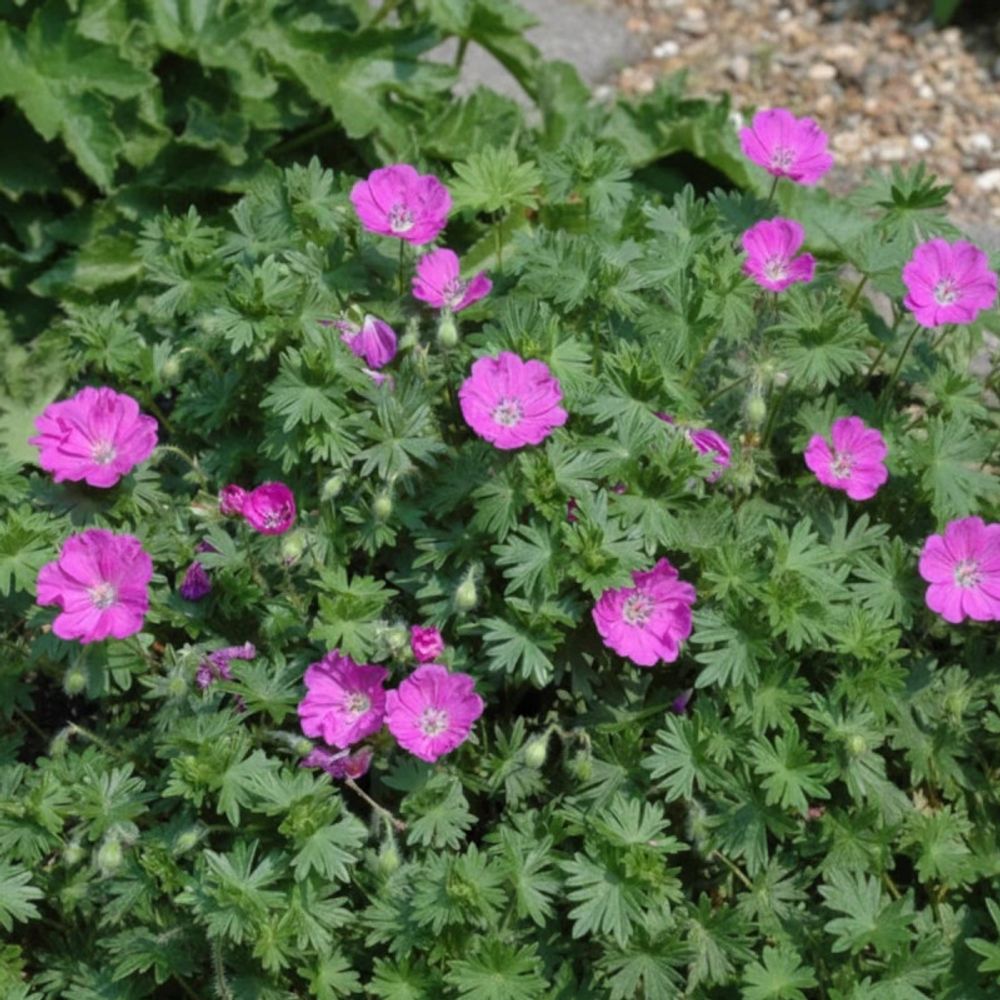 Géranium vivace max frei lot de 9 godets