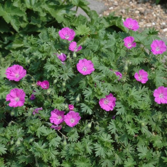 Géranium vivace max frei lot de 9 godets