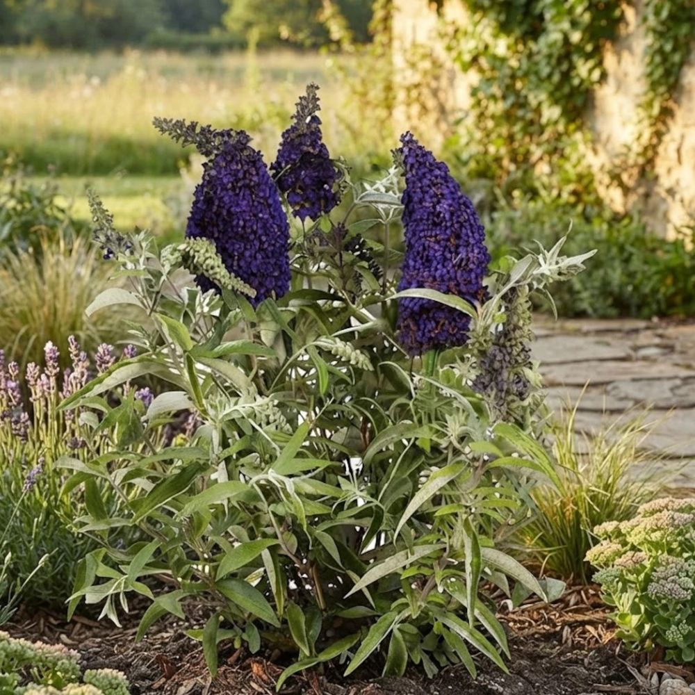 Arbre aux papillons buzz™ midnight 'tobudmidni' pot de 3l - 20/40 cm