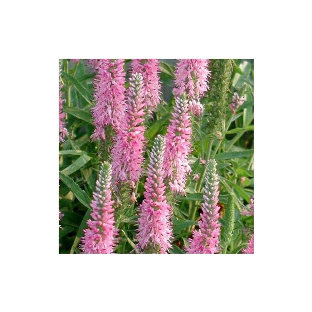 Véronique en épi spicata pink goblin lot de 9 godets