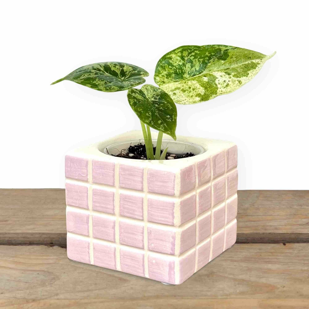 Cache-pot 