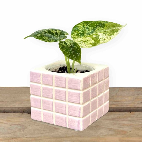 Cache-pot