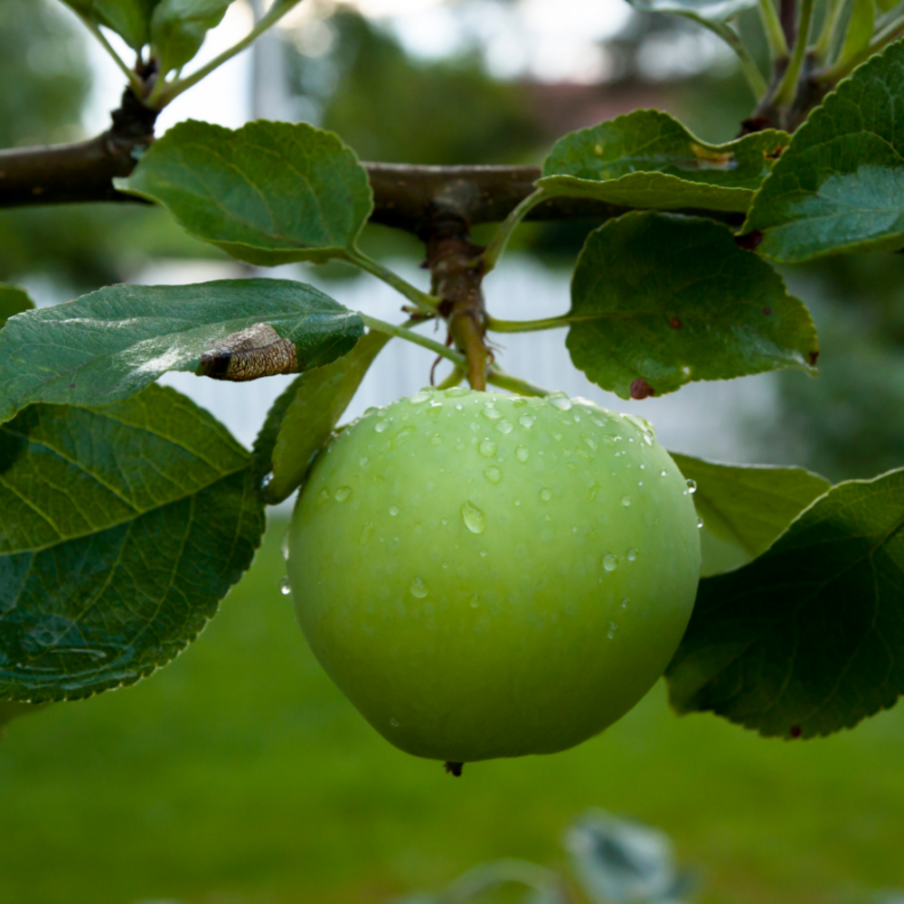 Malus domestica granny smith - pommier 120 cm en pot