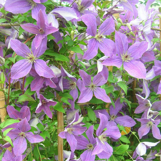 Clématite viticella sunny sky® 'zosusk' pot de 2l - tuteur bambou 60/90 cm