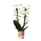 Orchidées colibri | orchidée phalaenopsis blanche - niagara fall - pot 9cm | plante d'intérieur en fleurs - fraîche du producteur