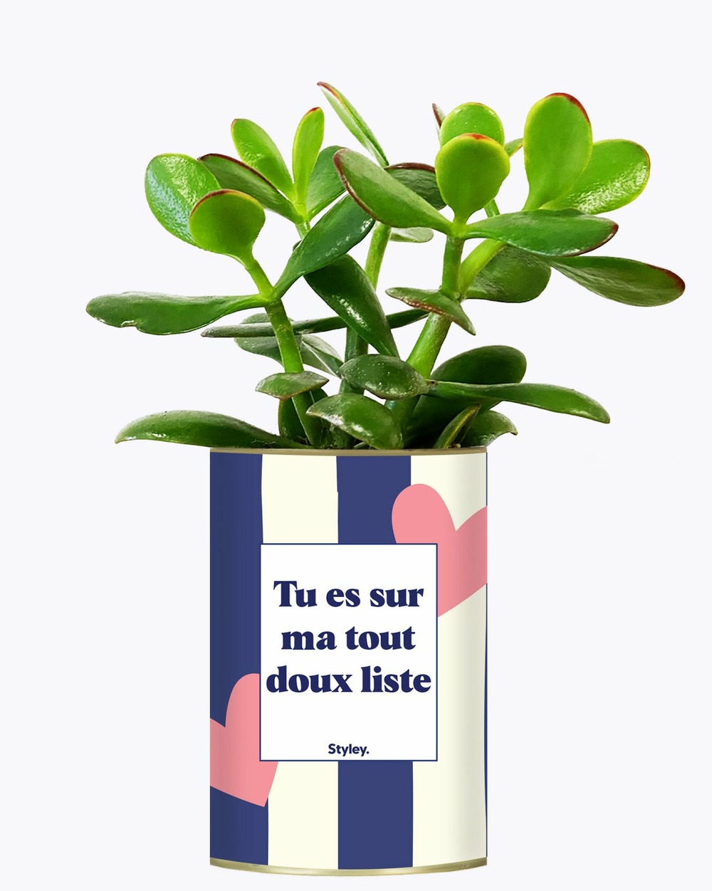Plante facile à entretenir - tout doux list - cactus
