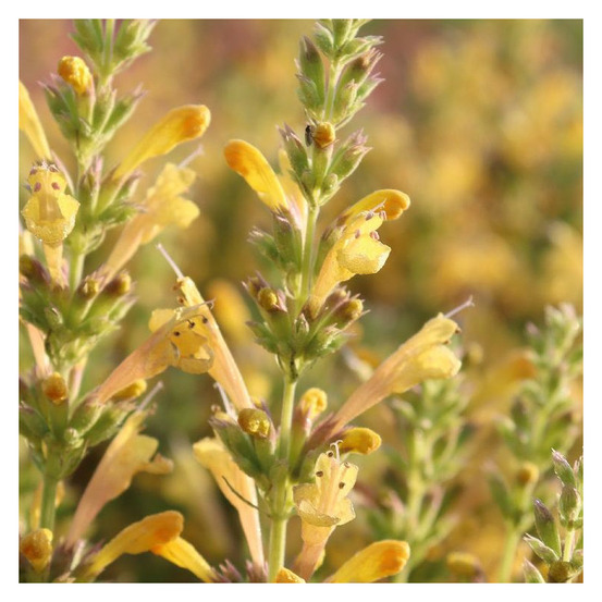 Agastache kudos yellow® lot de 5 godets