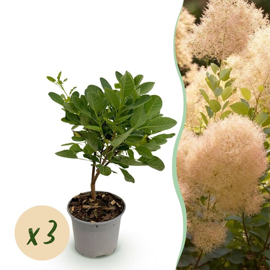 Cotinus coggygria young lady – lot de 3 – pot 12 cm