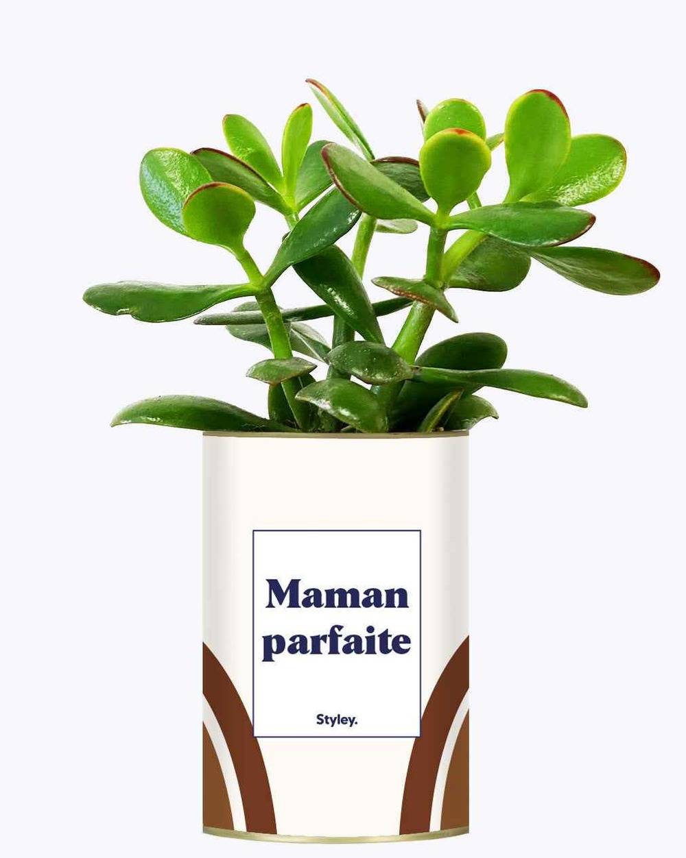 Plante à message - maman parfaite - cactus