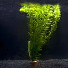 Plante aquatique : Egeria Densa en bouquet