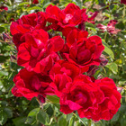 Rosier moulin rouge ® meitraligh rosier avec motte
