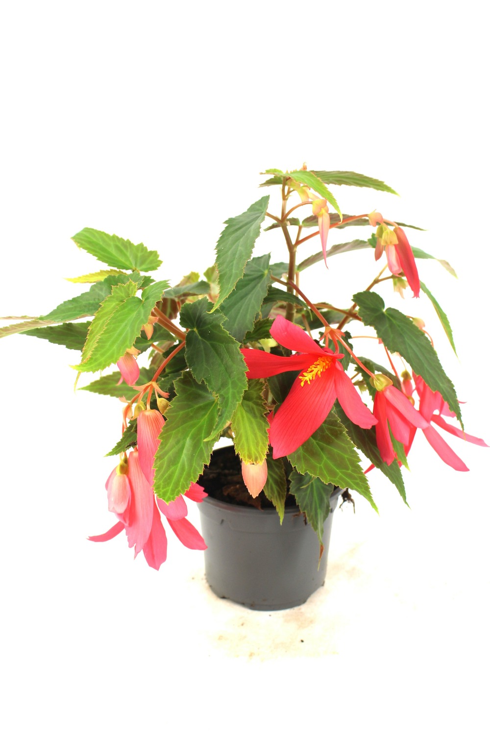 Bégonia pendula pot 10,5 cm