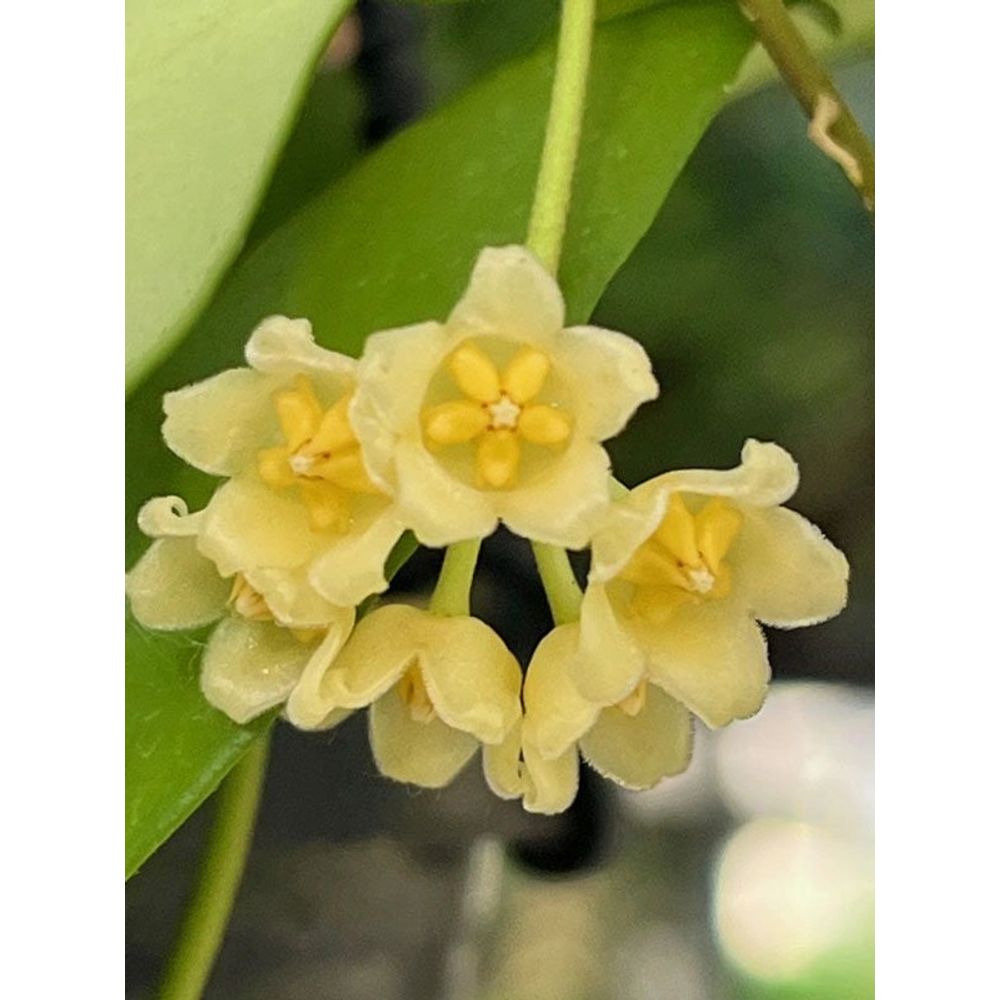 Hoya noona - pot de 6cm - plantes d'intérieur