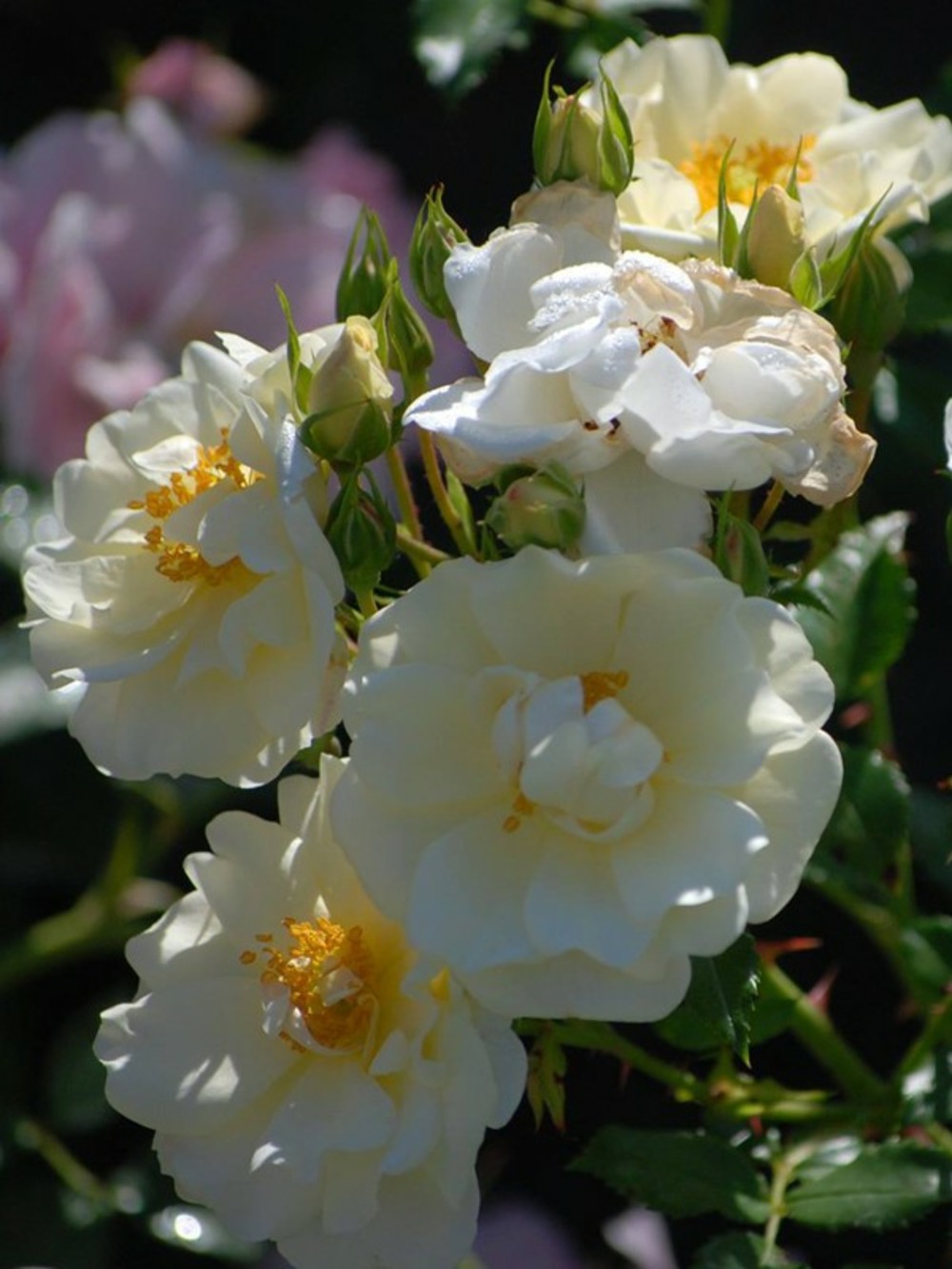 Rosier couvre-sol 'diamant' racines nues en motte