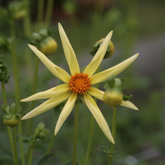 Dahlia honka 'yellow' bulbe calibre i
