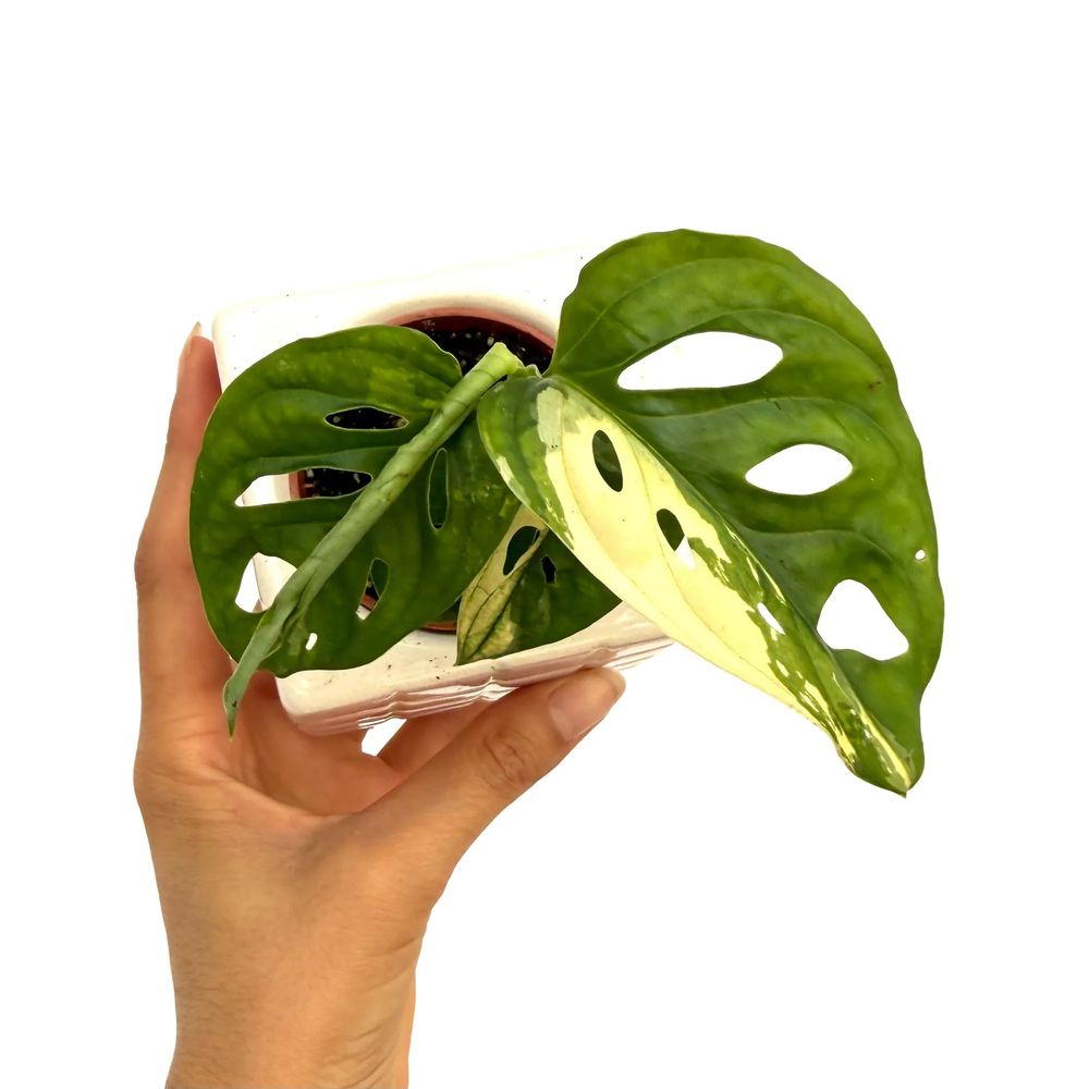 Monstera adansonii variegata