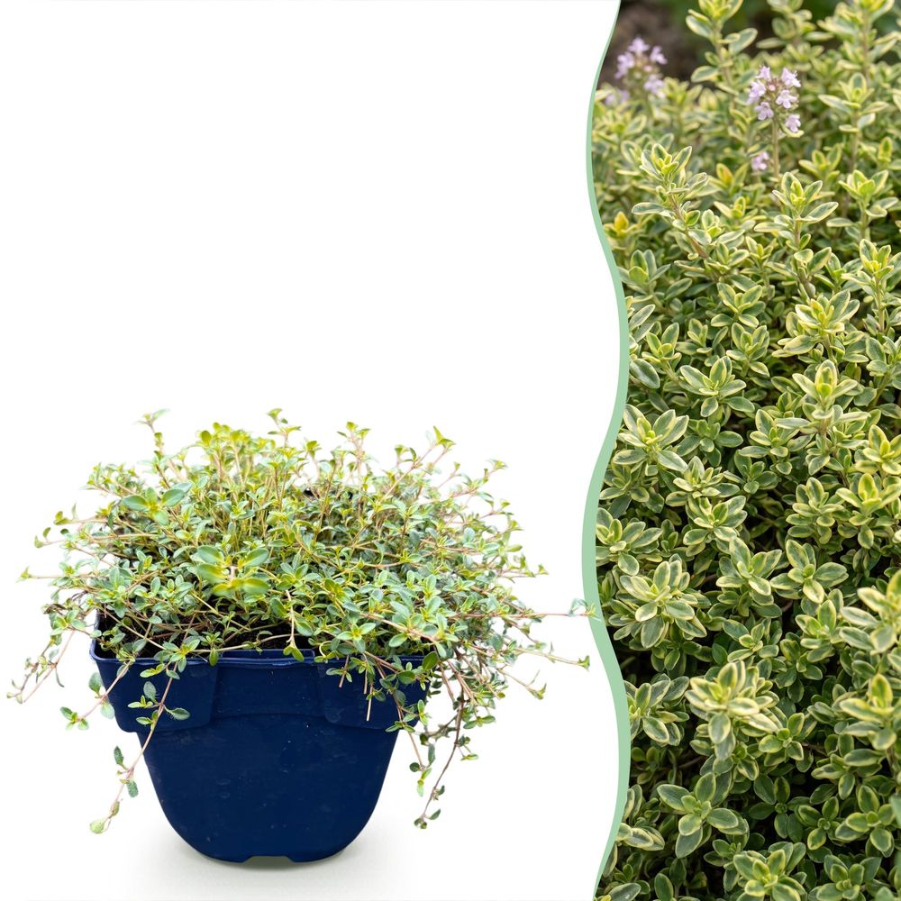 Thym citron sambesi - 12 plants - h 15-25 cm, pot ø11 cm
