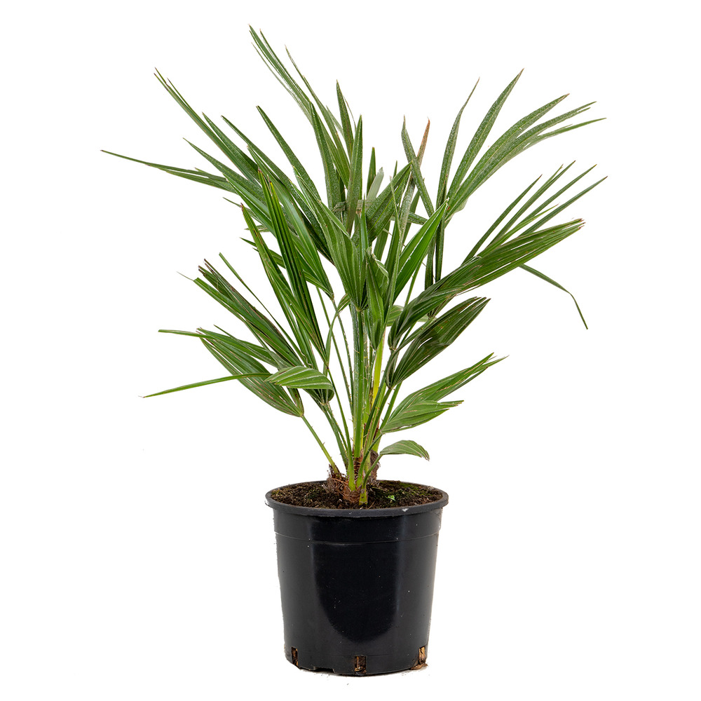 Chamaerops humilis - palmier nain européen - palmier rustique - hauteur 60-70 cm - pot 19 cm
