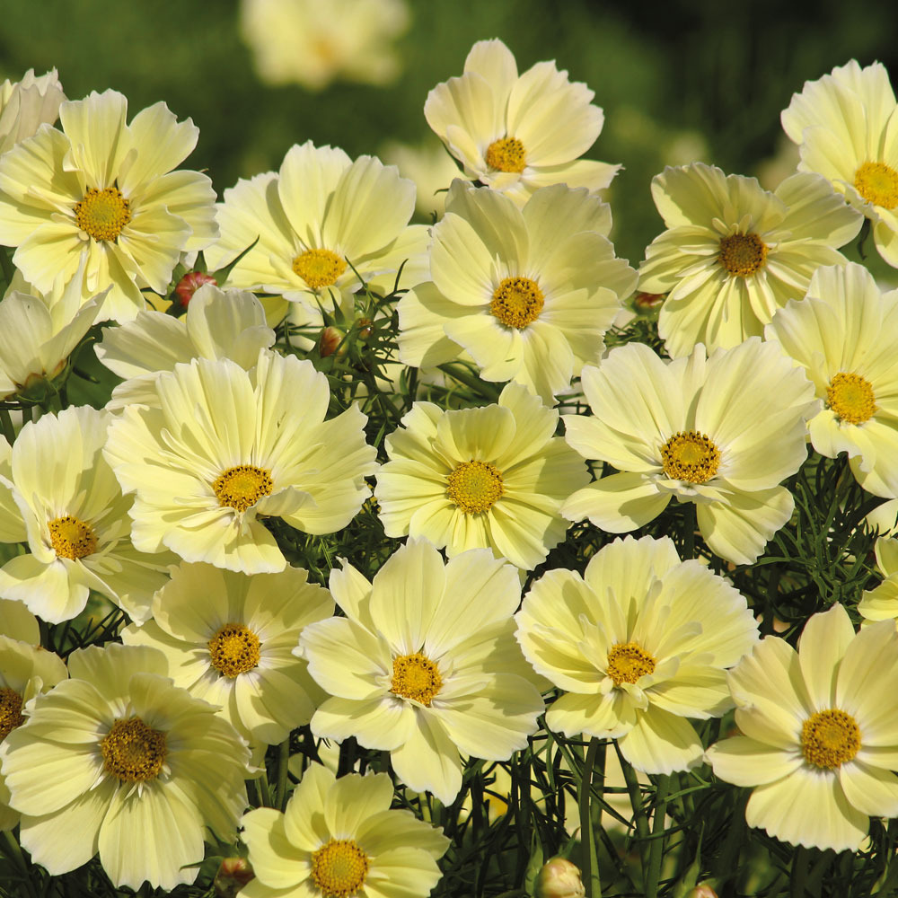 Cosmos 'xanthos' le sachet de 50 graines environ
