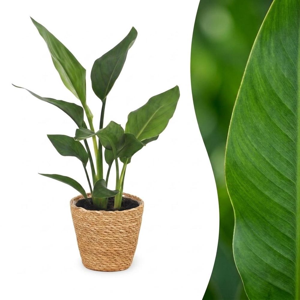 Strelitzia reginea - oiseau de paradis - pot de 12cm