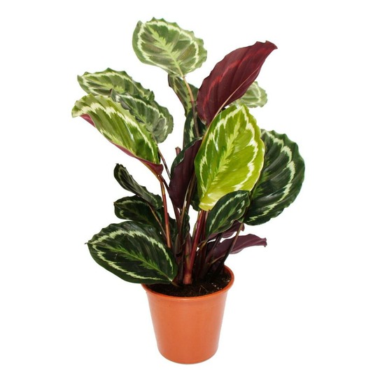 Plante d'ombre xxl au feuillage insolite - calathea roseapicta medaillon