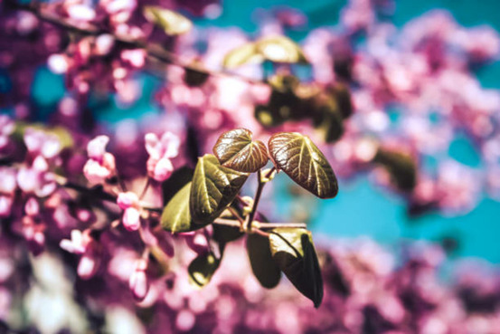 Cercis canadensis merlot c15l baliveau 150/250 cm (hors pot)