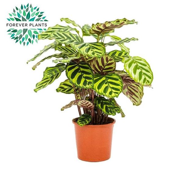 Calathea makoyana - ø17cm - ↕55cm - plantes d'intérieur