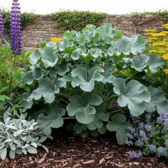 Chou marin, crambe lot de 3 godets