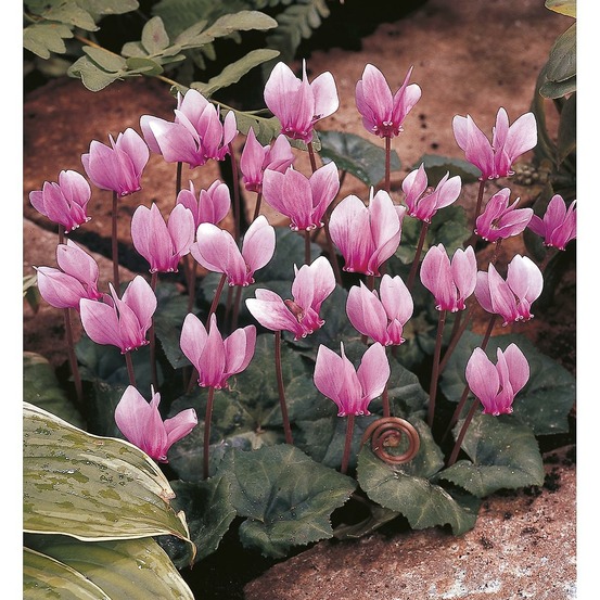 Cyclamen de naples rose - 3 bulbes