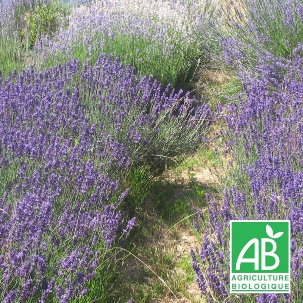 Lavande grosso, lavandin - sans traitement godet - 5/20 cm