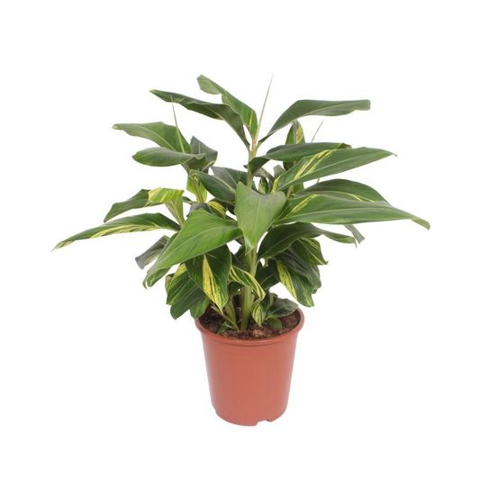 Alpinia zerumbet 'variegata'