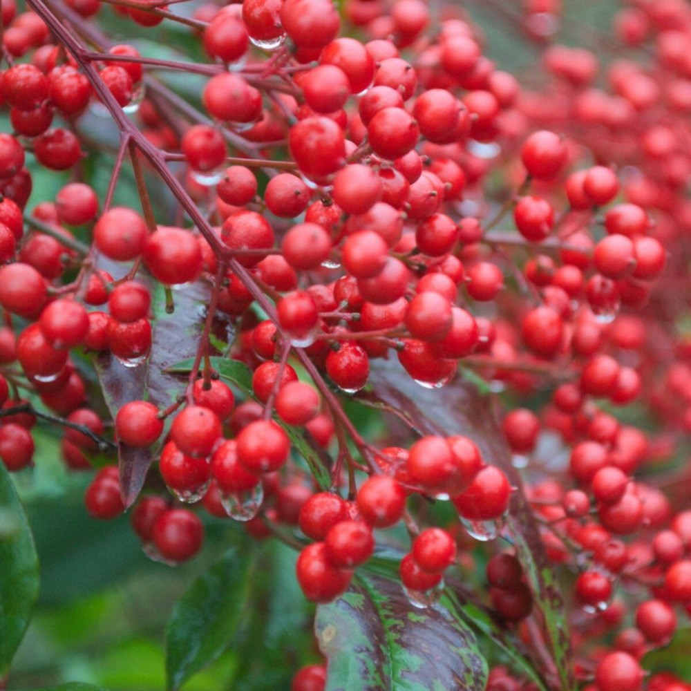 Bambou sacré richmond, nandina pot de 1,5l - 20/50 cm