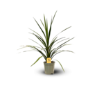 Cordyline australis - ↕ 80-90 cm - ⌀ 17 cm - plante d'extérieur