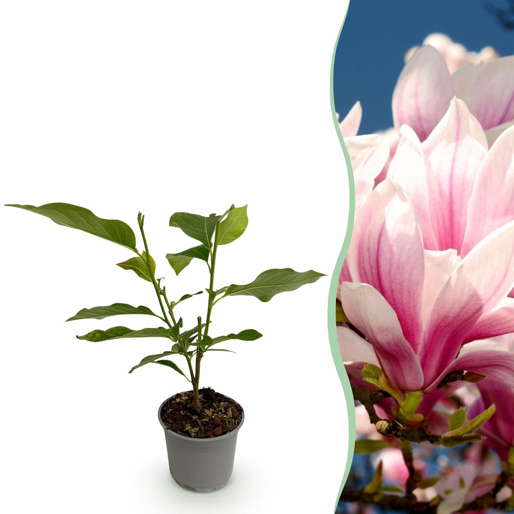 Magnolia soulangeana – lot de 1 – pot 12 cm – hauteur 30 cm