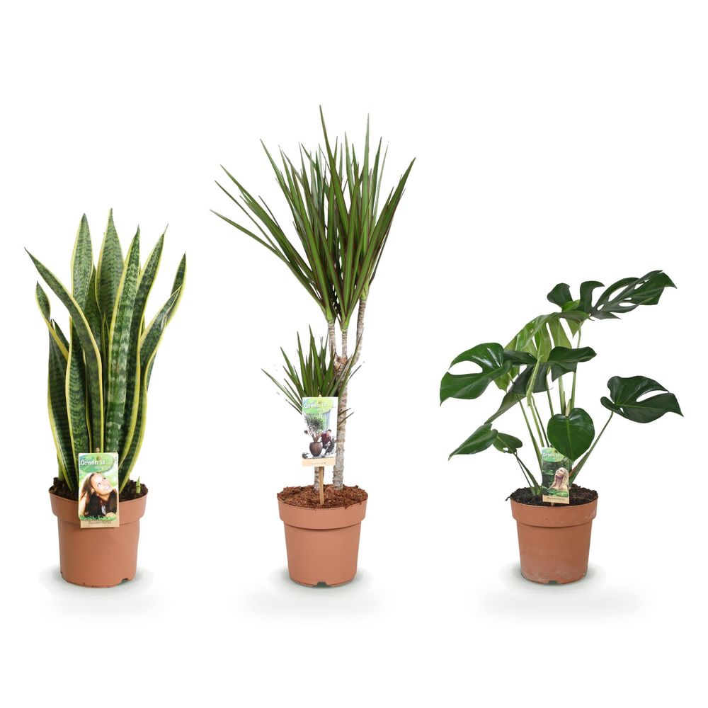 Studio malin — monstera deliciosa, dracaena marginata & sansevieria laurentii — lot de 3 plantes