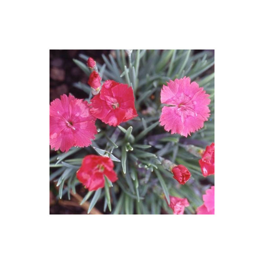 Oeillet de grenoble badenia godet - 5/20 cm