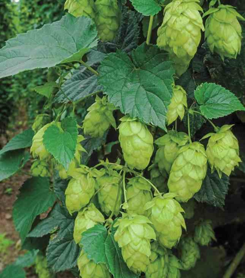 Humulus lupulus (houblon) pot de 2 litres - 20/40 cm - couleur floraison:vert