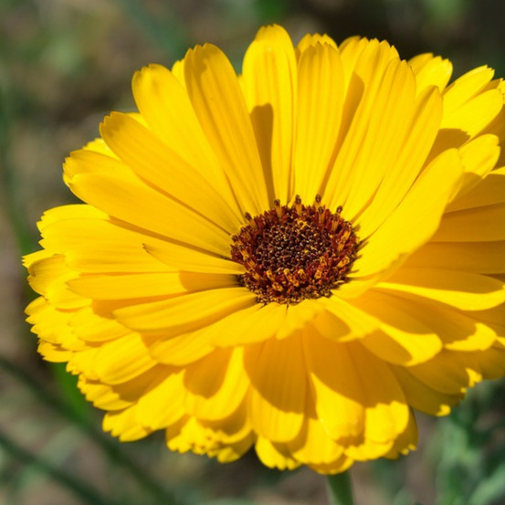 Graines de souci nain fiesta gitana - vilmorin sachet