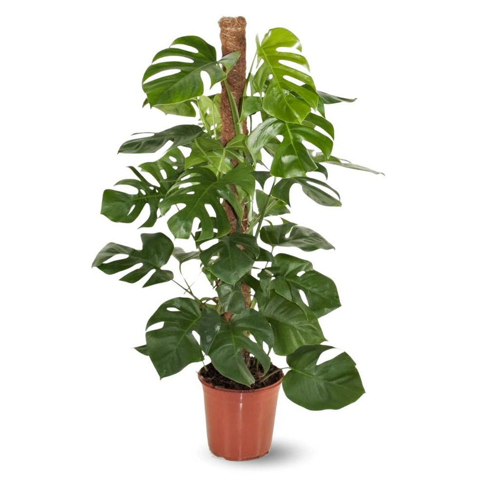 Monstera deliciosa - plante trouée avec tuteur - purificateur d'air - ↕ 110-120 cm - ⌀ 22 cm - plante d'intérieur