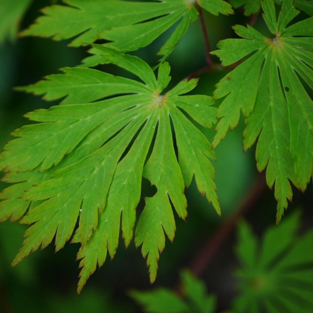 Érable du japon à feuilles d'aconit - acer japonicum 'aconitifolium' - 60-80 cm pot