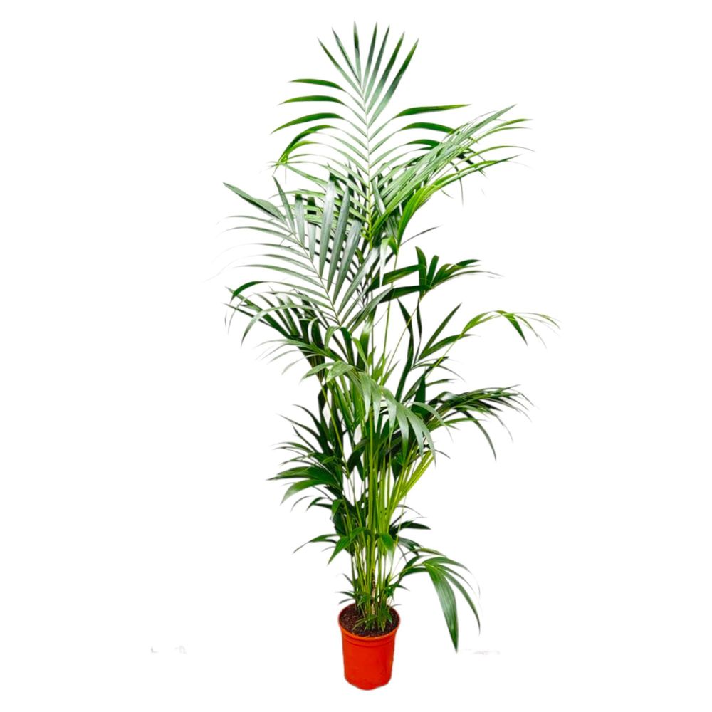 Palmier kentia - plantes d'intérieur