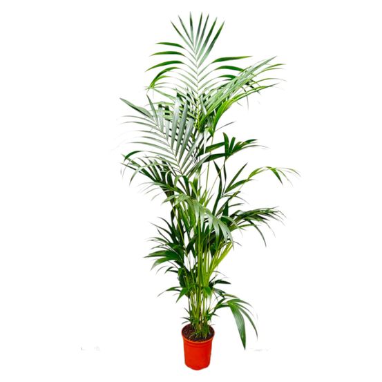 Palmier kentia - plantes d'intérieur