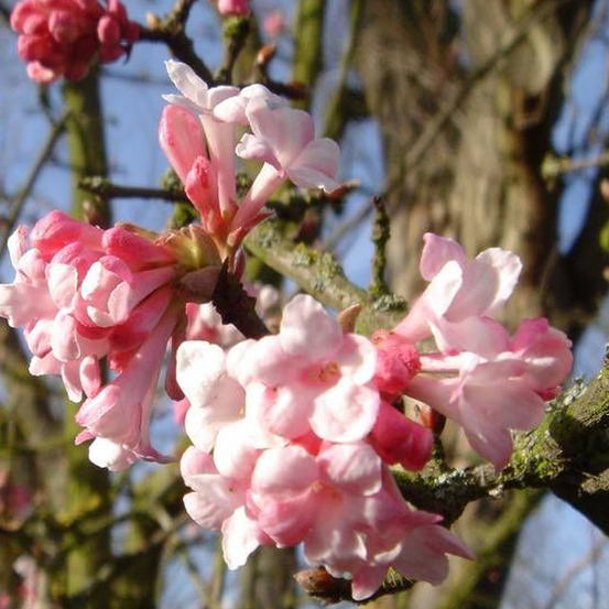 2 x viorne d'hiver 'dawn' - viburnum bodnantense 'dawn' - 60-80 cm pot