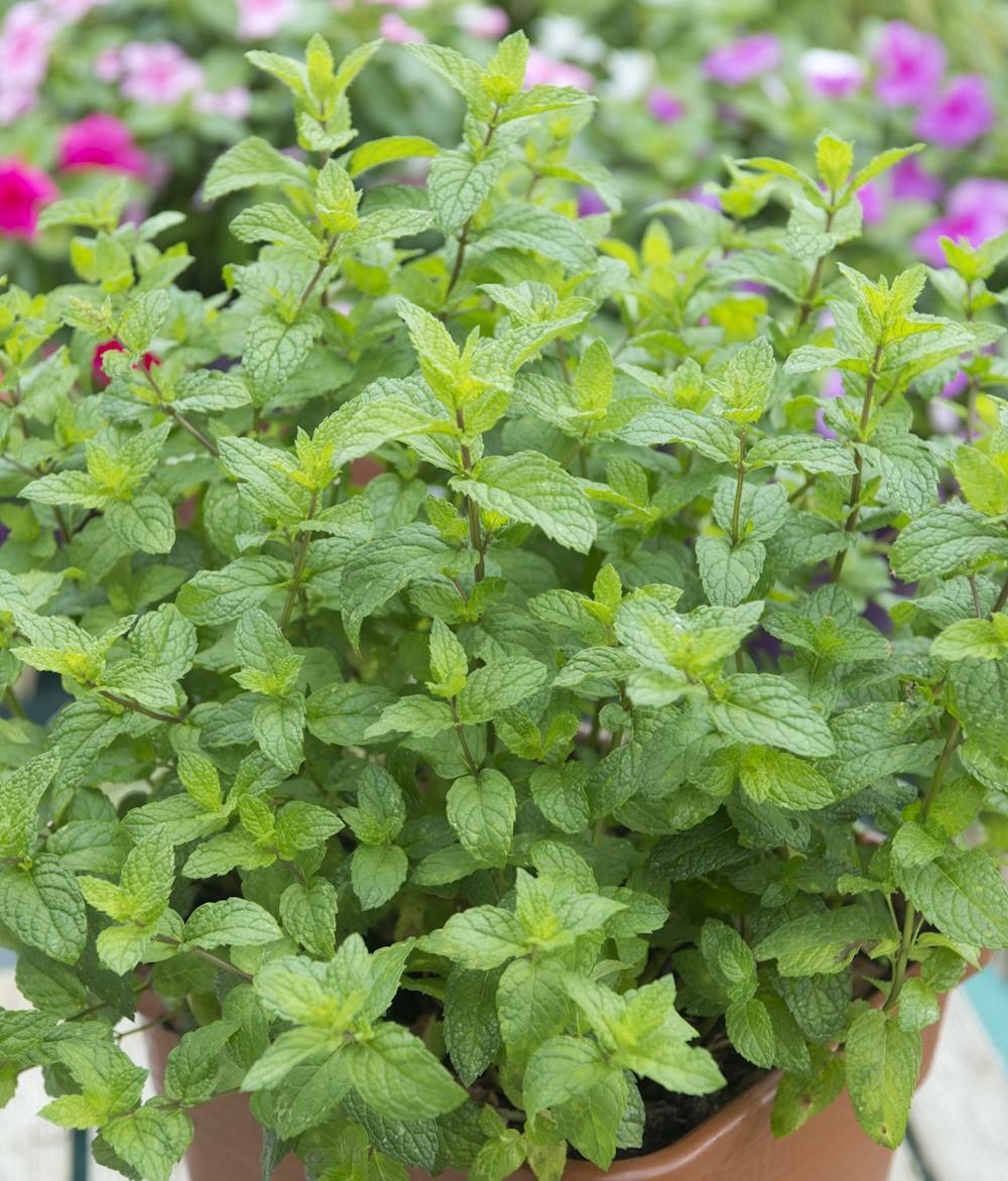 Menthe marocaine - lot de 2 godets