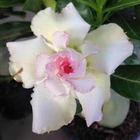 Adenium obesum cv.tivanon white   blanc et rose - taille caudex d'environ 2000g 25/30cm très gros caudex