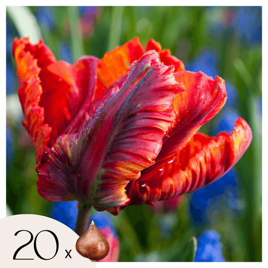 Tulipe - set de 20 - tulipa 'rasta parrot' - bulbes à fleurs - blanc