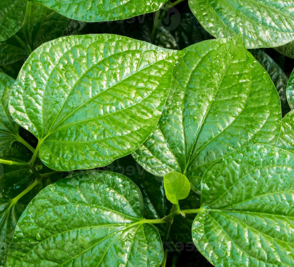 Piper sarmentosum (poivre bétel sauvage) pot de 1 litre ? 15/30 cm