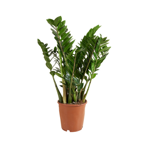 Zamioculcas zamiifolia - plante zz - plante d’intérieur - entretien facile - 70-90 cm