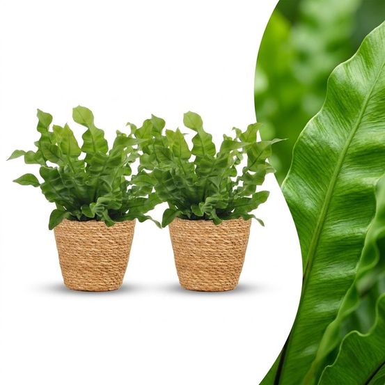 Asplenium crispy wave - fougère crispy wave - pot de 12cm - plantes d'intérieur