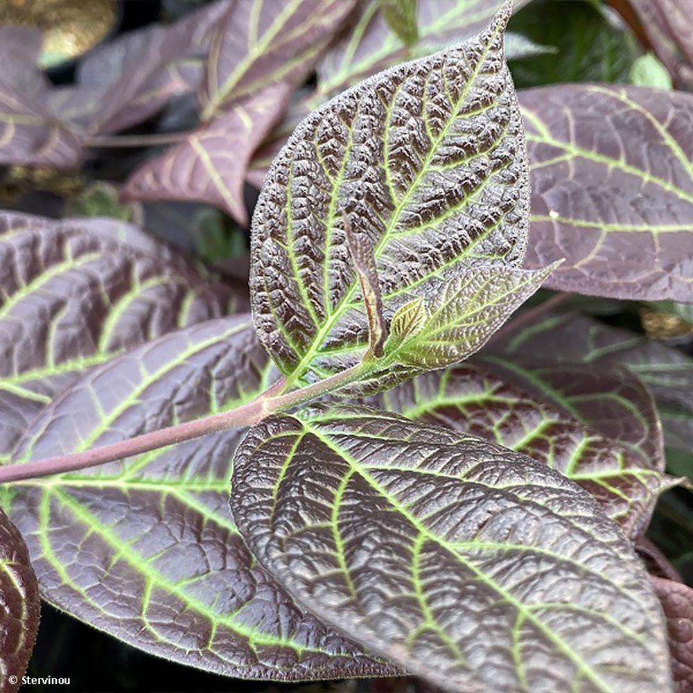 Calycanthe, arbre pompadour de floride 'burgundy spice' pot de 4l/5l